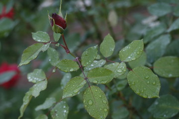 Rose after rain.