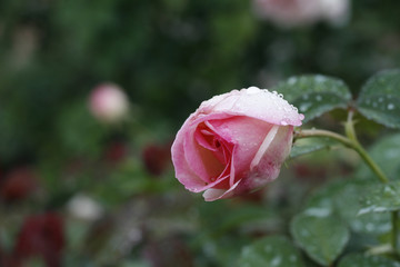 Rose after rain.