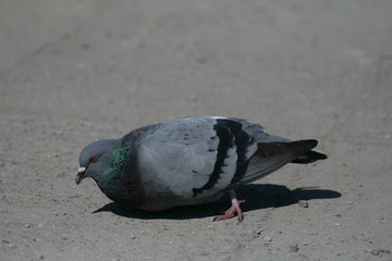 Dove in the city park .