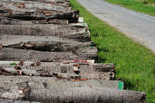 sTroncs d'arbres coup&eacute;,Aisne