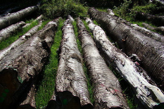 sTroncs d'arbres coup&eacute;,Aisne