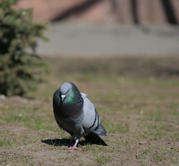 Dove in the city park .
