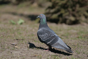 Dove in the city park .