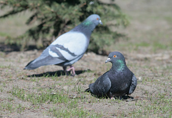Dove in the city park .