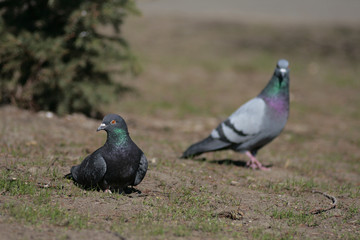 Dove in the city park .