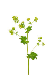 Kahler Frauenmantel (Alchemilla glabra)