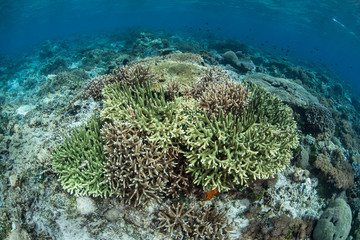 Naklejka na ściany i meble Corals on Reef