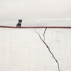 Cat sitting on the wall