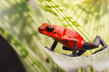 strawberry poison arrow frog