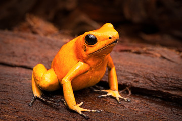 Fototapeta premium poisonous frog