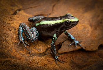 tropical poison frog