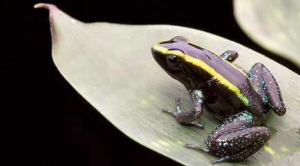 Naklejka premium tropical poison frog