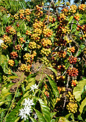 Vietnam coffee tree, coffee bean