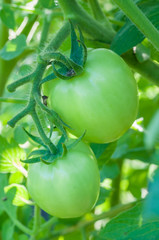 fresh green tomatoes on tree