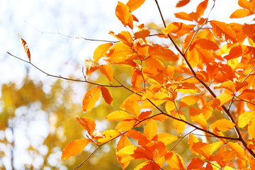 Beautiful autumn leaves