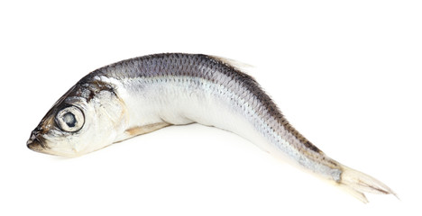 Fresh fish isolated on white