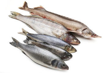 Fresh fish isolated on white
