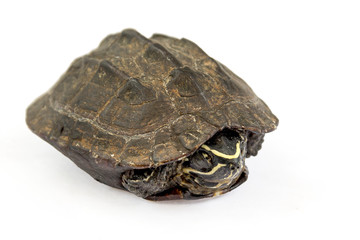 Obraz premium turtle on white background