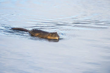 Fototapeta premium Muskrat ramble