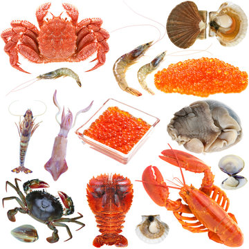 Collection of seafood