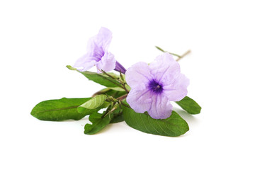 Purple Ruellia tuberosa flower on white background