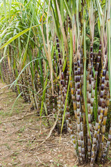 Sugar cane plants nature background.