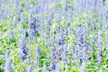 Mealy Cap Sage or Blue Salvia (Salvia farinacea Benth.) Flowers Field Background.