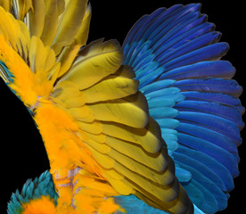 Macaw Feathers