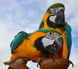 Macaw Parrots