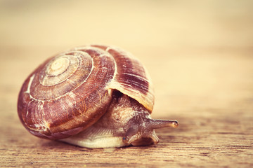 snail on the table
