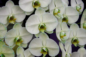Fototapeta premium orchid green blossom flower tropical close up