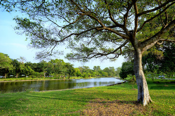 View of green trees in the park