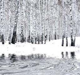 Fototapety  Brzozowy las zimą
