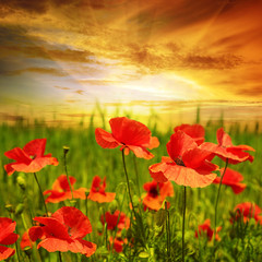 Fototapeta premium poppies field in rays sun