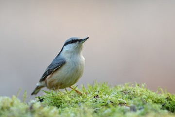 Nuthatch