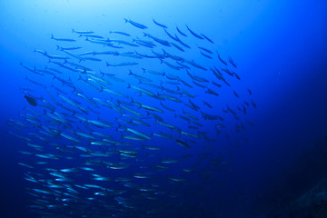 Fototapeta na wymiar Barracuda Fish school in ocean