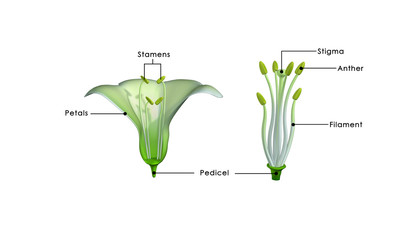 Length of stamen