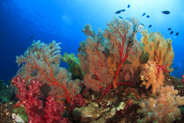 Panele Szklane Podświetlane  Koral