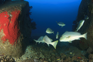 Fototapeta premium Sweetlips fish