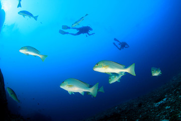 Sweetlips fish and scuba divers