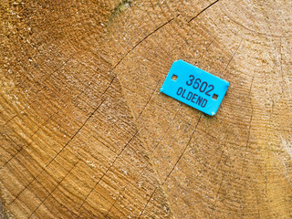 Nummerierung Stammholz - Plättchen - Holzmarke - Holz markieren