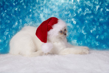 Little kitten wearing Santa hat on blue Christmas background