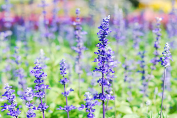 Close up of beautiful flower