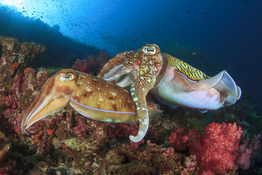 Cuttlefish pair sex mating