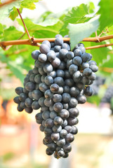 Ripe grape on the tree