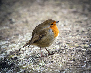 Robin
