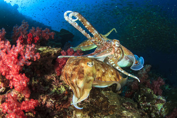 Cuttlefish pair sex mating