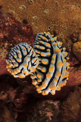 Two Nudibranchs (Wart Slugs) mating