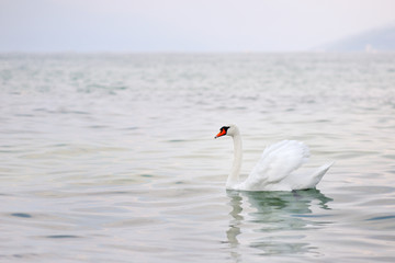 Plakat white swan in Garda lake, Italy