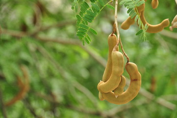 Tamarind fruits